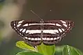 male N. h. kamarupa Nepal