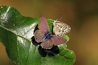 L. p. pirithous, 1 of 3 male on left