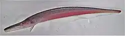 Compsaraia samueli