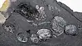 Conchostracan fossils in black shales (Solite Quarry Pit B)