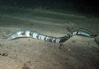 Conger cinereus (Congridae)