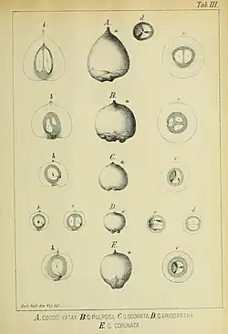 Comparison of fruit by João Barbosa Rodrigues in 1901. B. eriospatha is 'D' (note the smaller, very round fruit); B. yatay is 'A', B. odorata is 'B' & 'C', and Syagrus coronata is 'E'.
