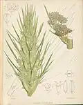 1868 botanical illustration