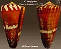 Conus litoglyphus Hwass in Bruguière, J.G., 1792