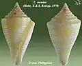 Conasprella memiae (Habe, T. & S. Kosuge, 1970)
