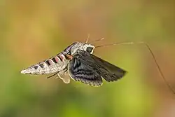Feeding in flight