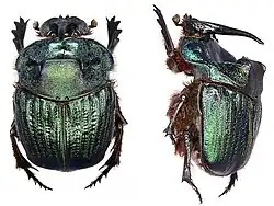 Female