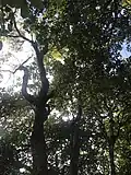 Coprosma chathamica in a forested area