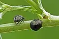 Coptosoma scutellatum in Lithuania