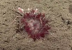"Corallimorphus sp"