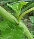 Stipules filamenty