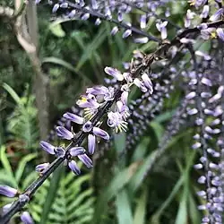 Narrow-leaved palm lily (Cordyline stricta) also known as the&nbsp;Slender Palm Lily