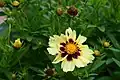 Coreopsis tinctoria showing 4 stages of inflorescence, with two reddish-brown flower heads containing cypselas