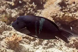 Male