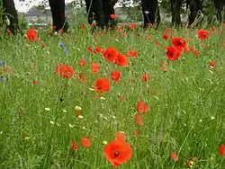 Common poppy