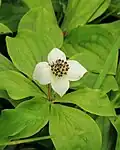 Flower and leaves