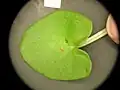Corybas papillosus leaf.