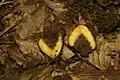 Hollow tuber bisected to show central void. Forest floor, Rak Škocjan Landscape park, Slovenia.