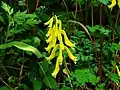 Corydalis ochotensis