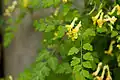 Corydalis pallida var. tenuis
