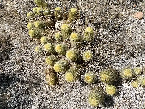 Plants growing in Guanajuato