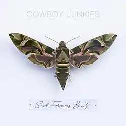 A photo of a moth