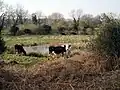 Beetley and Hoe Meadows