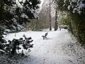 Coy Pond Gardens in the snow.
