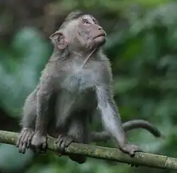 A crab-eating macaque in the Ubud Monkey Forest.