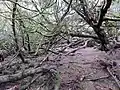 The Craigends Yew with its layering branches.