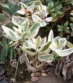 'Tricolor'