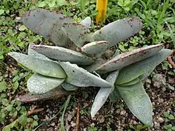 Crassula perfoliata