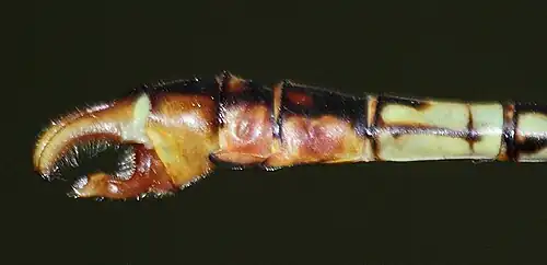 Detail of male abdomen