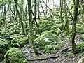 Doline forest