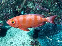 Barred colour phase