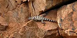 Crevice spiny lizard (S. poinsettii)
