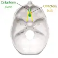 Human skull, superior view. The calvaria is removed.