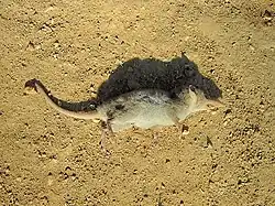 Brown shrew