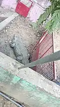Marsh crocodile