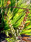 Fruits of Crocosmia aurea