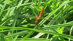 Scarlet skimmer
