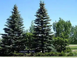 Crocus Park