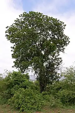 Tree