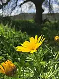 Crown daisy (Glebionis coronaria)