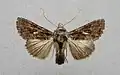 Ctenoplusia limbirena