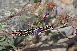Cucullia dorsalis