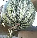The blossom-end of a calabaza rayada fruit, including blossom scar.