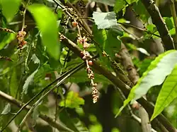 Inflorescence