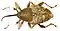 Curculio nucum