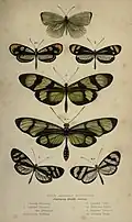 4a - Oleria flora from Curiosities of Entomology